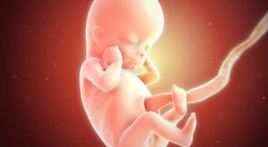 Foetus 12 weken
